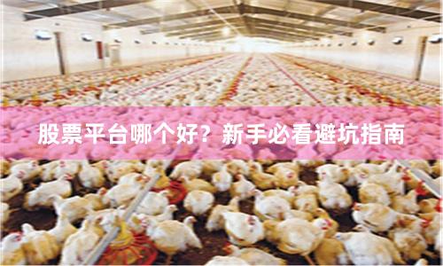 股票平台哪个好？新手必看避坑指南